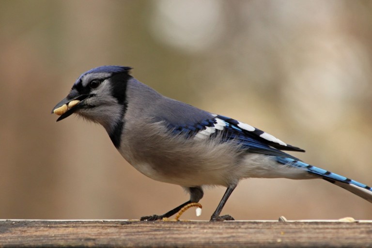 bluejay1