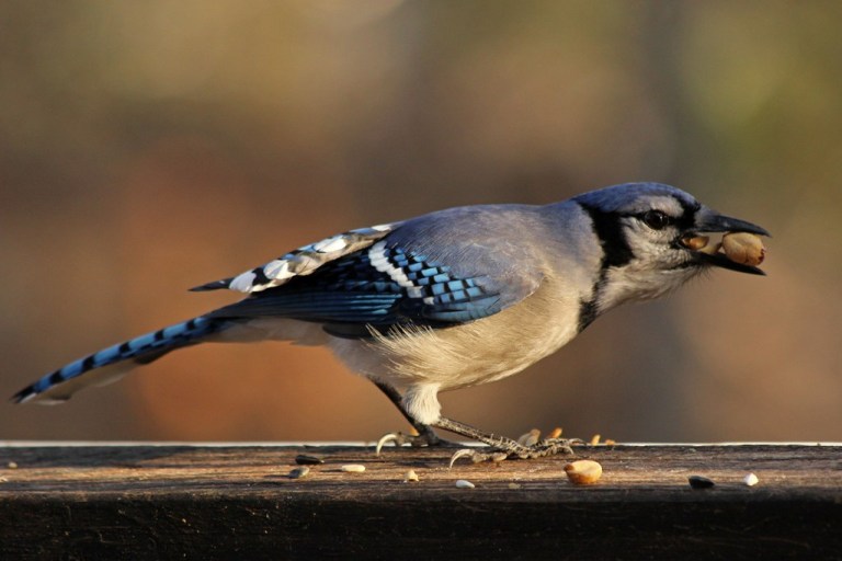 bluejay2