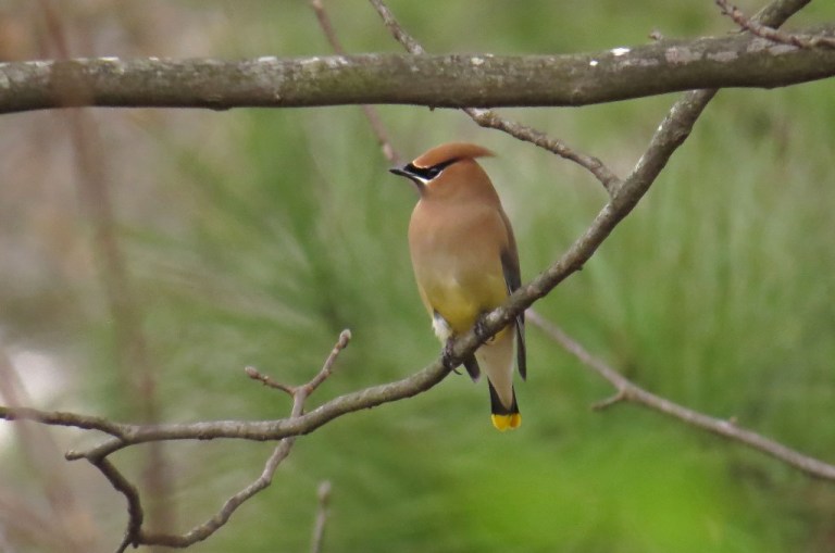 waxwing2