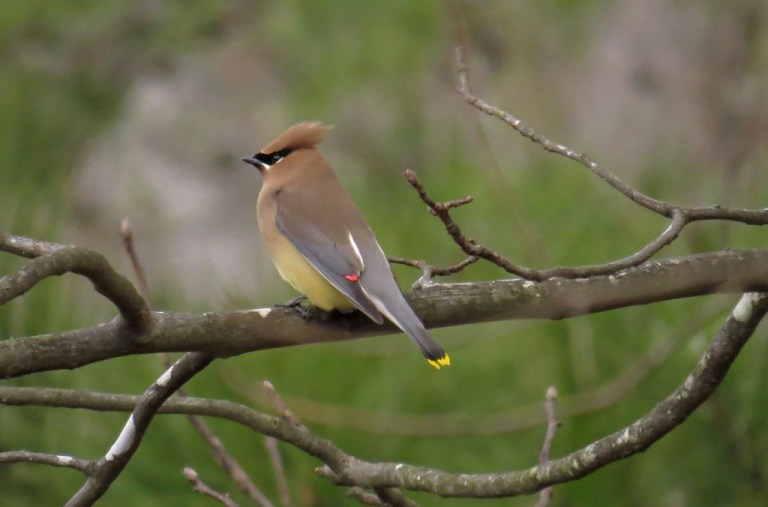 waxwings3