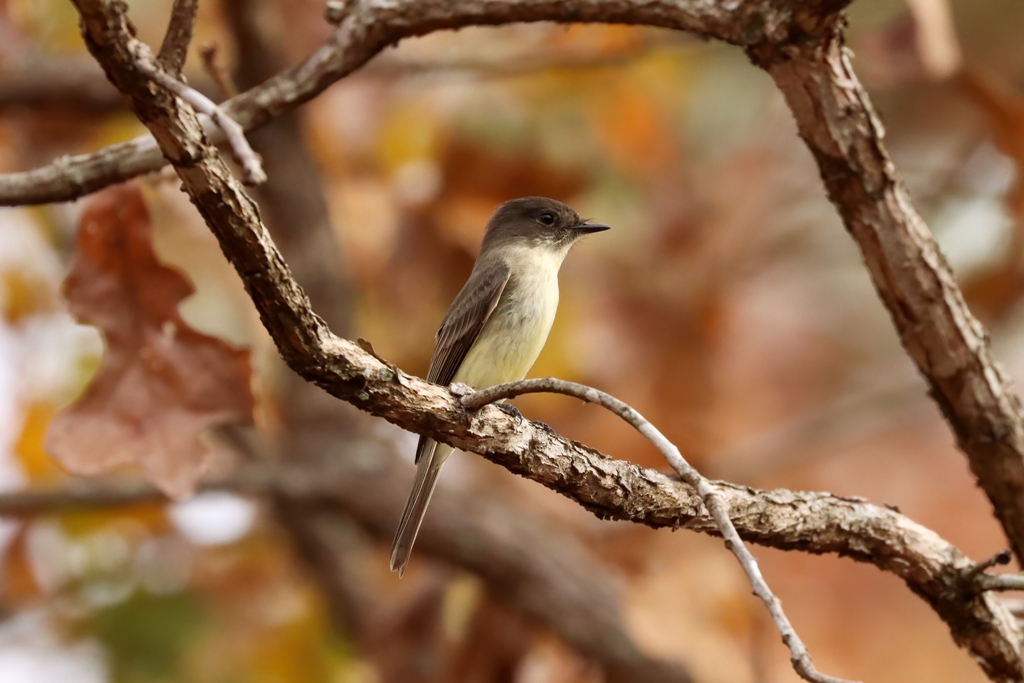 Phoebes in the Fall – Backyard Bird Nerd